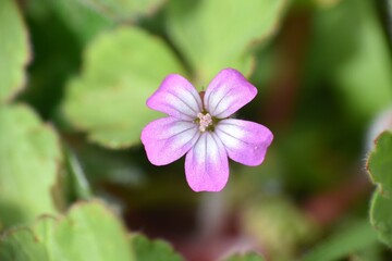 Wild geranium flower (Geranium rotundifolium). Grass field next to country road. Munilla, La Rioja, Spain.
