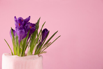 Fresh bright purple crocuses on a pink background
