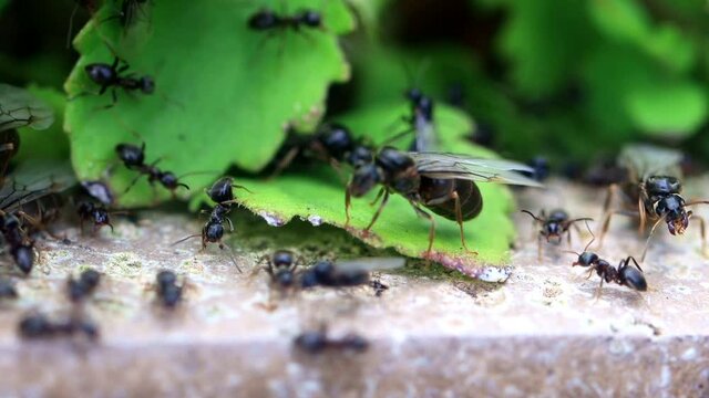 ants macro in the garden
