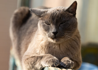 Siamese cat with blue eyes basking in the sun