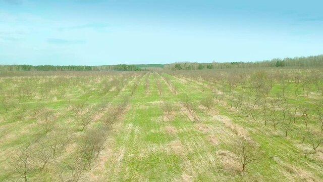 a young apple orchard from the air in spring. Young seedlings are planted in a row from a bird's-eye view.