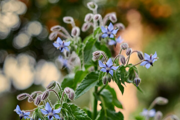 Fototapeta premium Borage flower