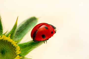 Extreme macro shots, Beautiful ladybug on flower leaf defocused background.