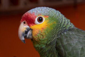 close up de un cotorro