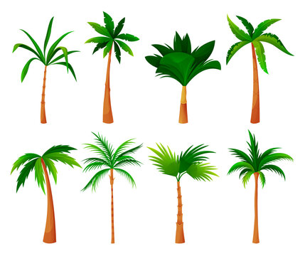 Palm tree or coconut palm vector set