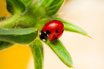 Extreme macro shots, Beautiful ladybug on flower leaf defocused background.