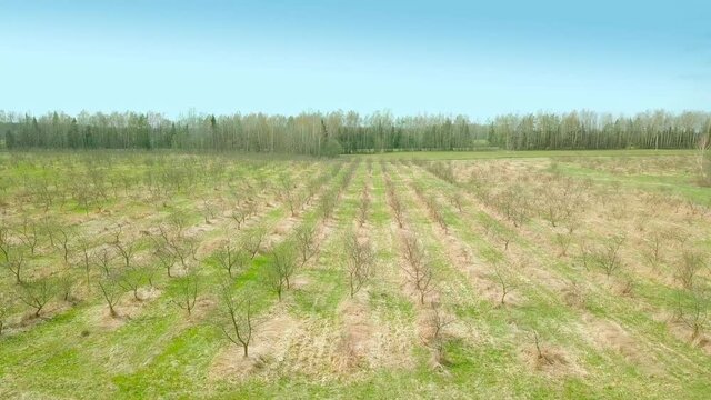 a young apple orchard from the air in spring. Young seedlings are planted in a row from a bird's-eye view.