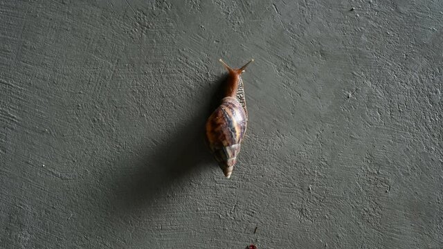 Speed shot of Snail climbing on cement wall in selective focus .	