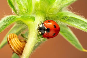 Extreme macro shots, Beautiful ladybug on flower leaf defocused background.