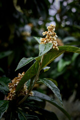 Medlar flower