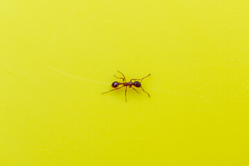 Ant on a yellow background.