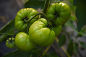 closeup group of green tomatoes growing in greenhouse/horizontal frame/blurry background, Unripe green tomatoes growing on the garden bed. Tomatoes in the greenhouse with the green fruits. The green.