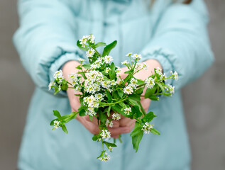 Spring and spring mood. A bouquet of flowers as a gift. An unrecognizable woman holds a bouquet of wildflowers in front of her.