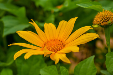Beautiful yellow flower in the plant