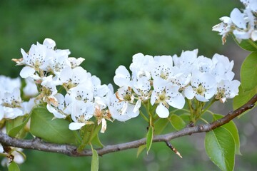 Branch full of pear flowers (Pyrus calleryana). Sunny day in Munilla, La Rioja, Spain.