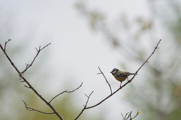 blue tit  on branch