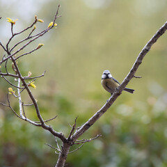 Fototapeta premium blue tit on a branch
