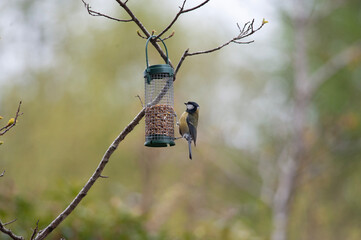 great tit on a feeder