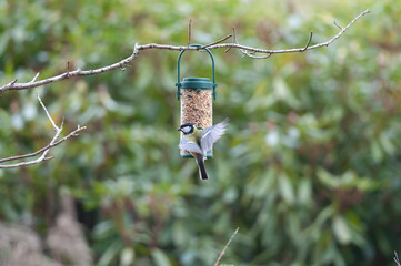 great tit  on a feeder