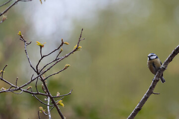 blue tit on a branch