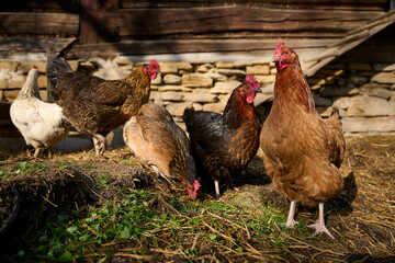 Organic chicken farming without antibiotics on a traditional farm