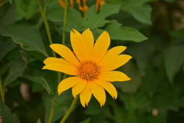 Beautiful yellow flower in the plant