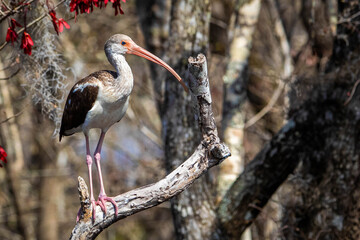 Single american Juvenile White Ibis on a tree