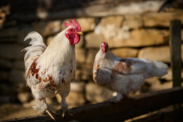 Organic chicken farming without antibiotics on a traditional farm