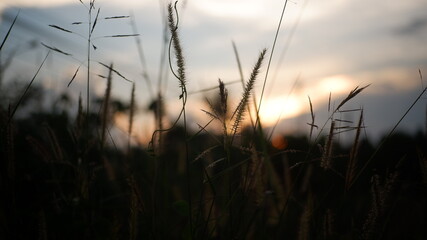 reeds at sunset