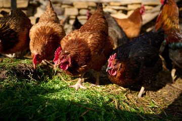 Organic chicken farming without antibiotics on a traditional farm