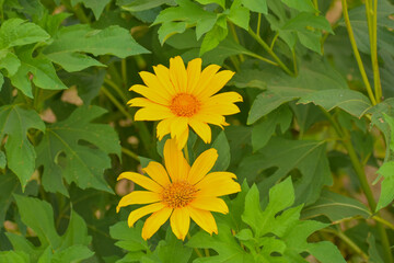 Beautiful yellow flower in the plant