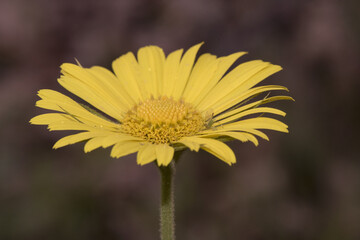 Doronicum plantagineum plantain false leopardbane Compositae with large calyx yellow daisy-like flowers with thin green leaves on defocused reddish soil background