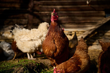 Organic chicken farming without antibiotics on a traditional farm