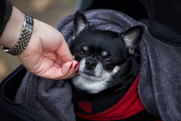 A female hand touching the face of a small dog covered with a gray blanket.