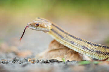 Isolated close up portrait of eastern yellow ratsnake