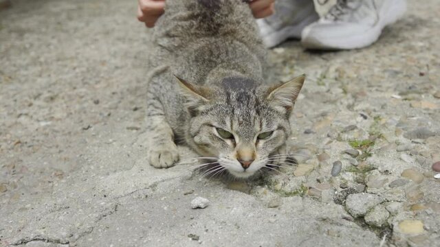 Woman's hands stroking a gray tabby cat with green eyes that is relaxing on the concrete floor. domestic pet playing with its owner on the ground.