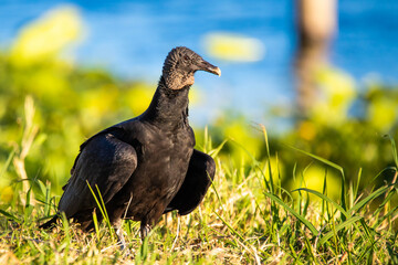 Close up portrait of black american vulture at sunlight