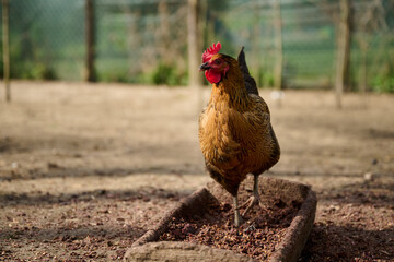 Organic chicken farming without antibiotics on a traditional farm