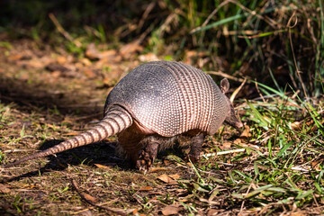 Cute armadillo animal walking in the forest