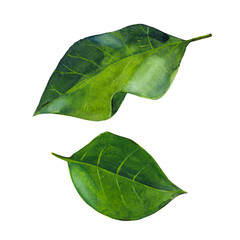 Two green laurel leaves isolated on white background.  Watercolor hand drawn illustration. - 431567389
