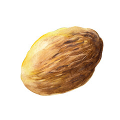 The nutmeg isolated on white background.  Watercolor hand drawn illustration. - 431567392