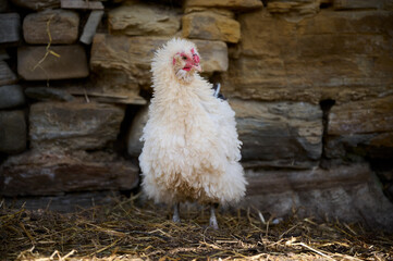 Organic chicken farming without antibiotics on a traditional farm