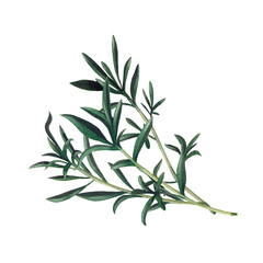 Green branch of santoreggia isolated on white background.  Watercolor hand drawn illustration. - 431567557