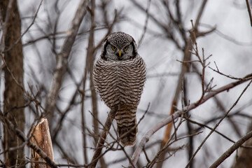Northern hawk-owl (Surnia ulula) perched in the woods in winter while hunting