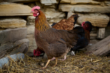 Organic chicken farming without antibiotics on a traditional farm