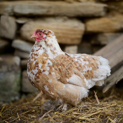 Organic chicken farming without antibiotics on a traditional farm