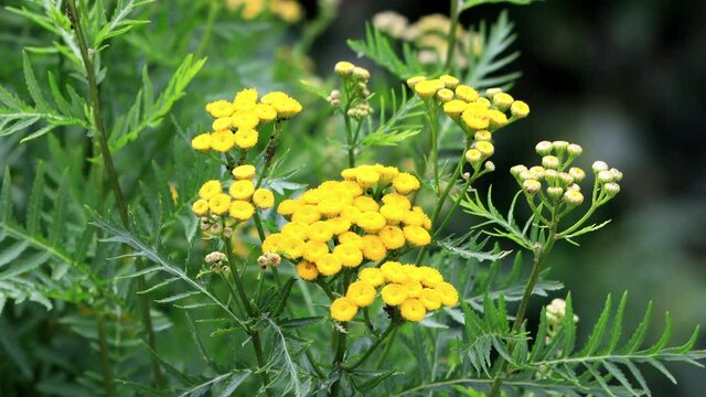 Yellow Flower, Tansy Tanacetum Vulgare, Rainfarn 
