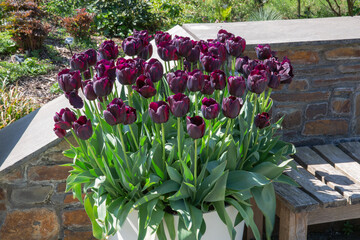 Spring 2021, blooms of the tulipa black night in large stone pot panter
