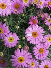 Obraz na płótnie Canvas Pink daisies in the field