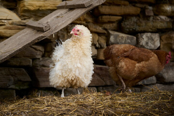 Organic chicken farming without antibiotics on a traditional farm